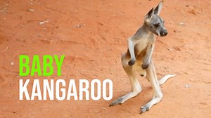 139K views · 1.2K reactions | San Antonio Zoo officials are pleased...