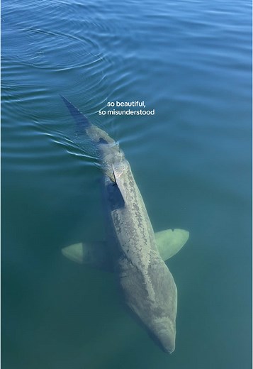 Majestic Basking Sharks - Gentle Giants of the Sea