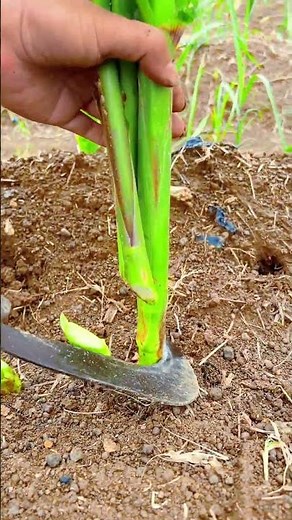 ​🌽 Removing Extra Tillers From Corn Plants! 🔪 #Shorts #FarmingHacks