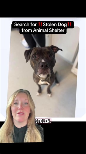 Surveillance Video Caught ✨Unbeliebable Escape✨ at Huntington CW Animal Shelter in VW by Dawson, the dog one of the shelter pets up for adoption. Dawson is seen slipping out of his kennel and then at the front door-located the locking mechanism-unlocked it using his teeth-then mad his GREAT ESCAPE. A dog hunt has since been launched. To learn the latest on Dawson- check out the Animal Shelter’s website: hcwanimalshelter.com #heartwarming #motivational #animallover #doglover #funnypuppy