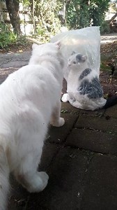 Penasaran Dikira mainan lucu #kucing #viral #kucinglovers #catlovers | Moew Lecy