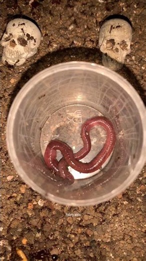 Worm vs Carebara diversa #ants #insects #shortvideo #nature #animals