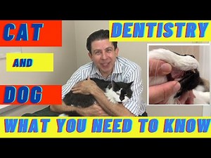 Cat and Dog dental cleaning - what you need to know