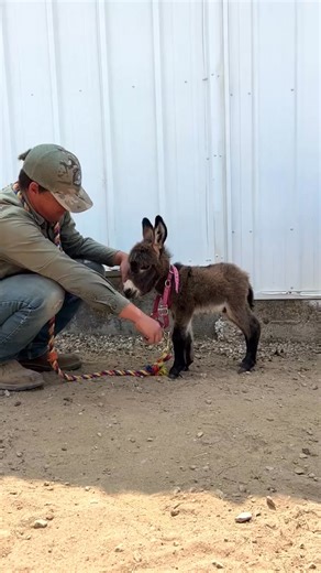 When you’re too small for halter training but ready to go #babyminidon #reportingforduty #microminidonkey | Double Donkey Ranch