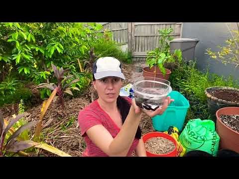 Planting an extremely rare Annona fruit from seeds and an update 50 days after planting 🌱🎬👈