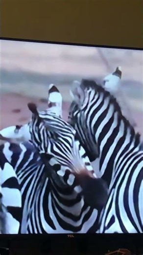 Watching Horse Tigers (PBS Nature) for #Internationalzebraday