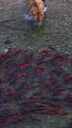 I could watch bears fish all day long.Each has its own style and/or strategy which makes observing them that much more special. #fishing #fishingbears #bears #alaska #wildlifephotography #canon #canonusa #wildlifelovers #travelalaska #animalsofinstagram #wild #katmai #camping | Jennifer Fogle Smith