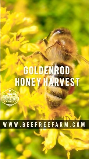 Goldenrod Honey Harvest