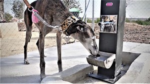 Hundepark an Costa Blanca eröffnet: Freies Toben auf Agility-Geräten