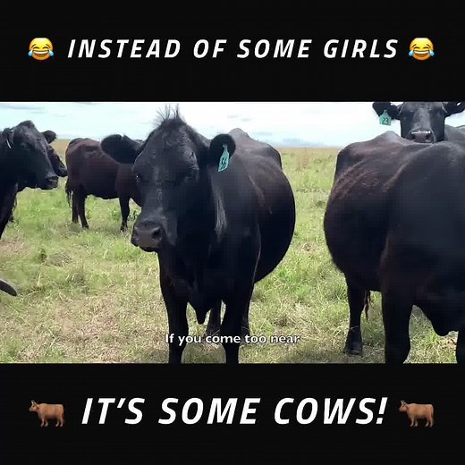 NEW PARODY! Every farmer has some cows they like...and some they don't like. A parody of "Some Girls" by Jameson Rodgers. Share with a friend who can relate to having SOME COWS! Watch all 23 of our music videos on our channel Peterson Farm Bros and check out our NEW channel "Peterson Family Farm" to watch our vlogs! 1. I'm Farming and I Grow It 2. Farmer Style 3. A Fresh Breath of Farm Air 4. BALE 5. Chore 6. All I Do is Farm 7. I'm So Farmer 8. Takin' Care of Livestock 9. Farmers Feed the World