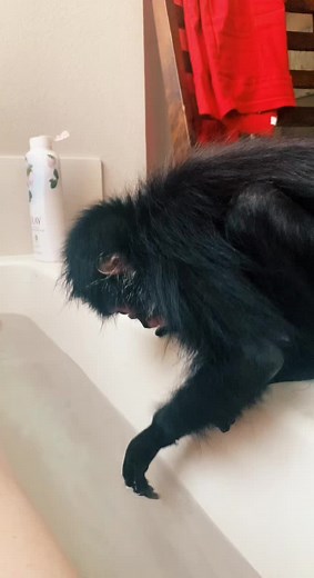 Washing his primate pits😂 #spidermonkey #livingwithmonkeys #monkey