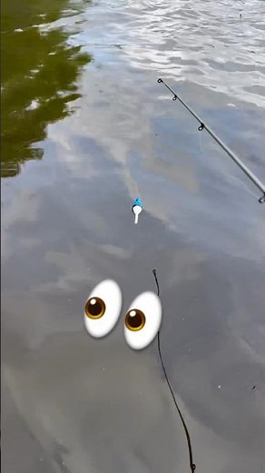 #fishing #shellcracker #nature #fish #shellcracker #santee #santeecooper #limits #panfish #b&mrods