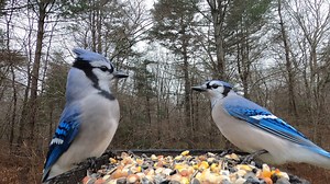 5 minutes at the feeder | Critter Cam