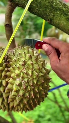 DURIAN MONTONG THAILAND