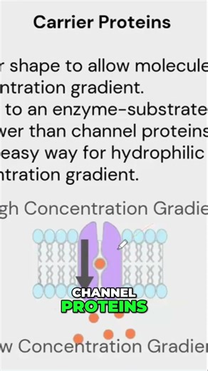 Carrier Proteins: Shape-Shifting Proteins for Faster Movement! #shorts