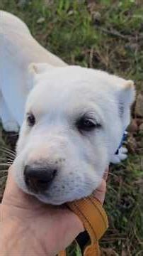 First time on leash Central asian shepherd Alabai puppy Michigan