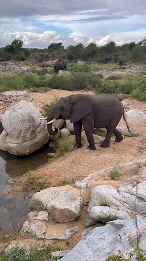 This little guy was enjoying a drink right next to the road little show off! #impossiblystillhere #lifeinawe #thisbeautifullife #wanderer #stickwithmeilltakeyouplaces #meraki #elephant #krugernationalpark #kruger #safari | Derrick Fourie