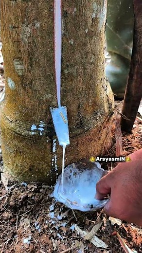 The final harvest before the tree is removed. #seluruhdunia #bushcraft #petanikaret #satisfying