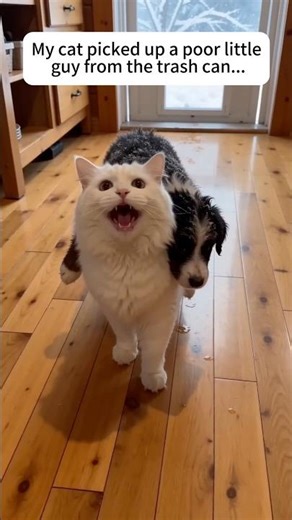 My cat found a baby Border Collie in the trash.#animals #rescue #cat #dog #shorts