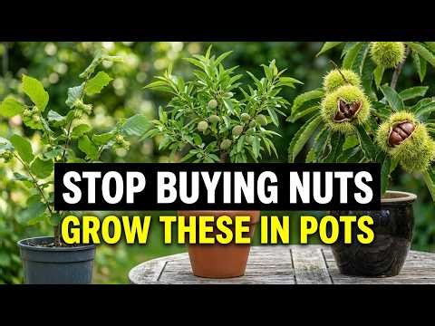 Stop Buying Expensive Nuts — Grow These 7 Trees in Pots at Home