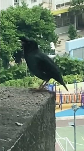 [鳥類 Bird] (ハッカチョウ Crested Myna) #nature #birds