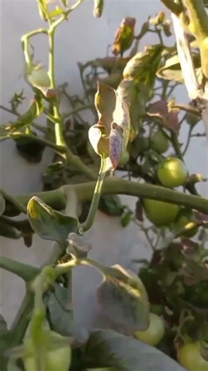 Tomatoes 🍅. #gardeninglovers #explore #nature #indoorgardening #terracegardening #gardening #hacks