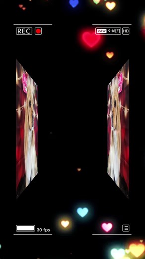 The adorable cocker spaniels received excellent grooming today. They look wonderfully groomed and ready to impress. It's always a pleasure to see them looking so dapper. K9 Cuts certainly did a fantastic job with their fur. We are very pleased with the results.#fyp #puppylove #cutepet #dogs #dogsoftiktok @Kiley Loy-Simmons❌️ @spidy @Lay @jenniferfairbroth4 @Brent Simmons