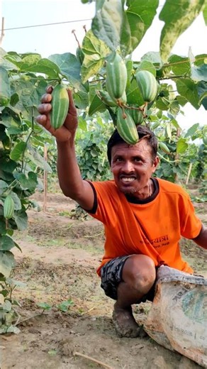 Pointed Gourd Harvest Like Never Before! Big Yield #shorts