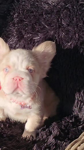 French Bulldog Puppy Shares Pink Obsession