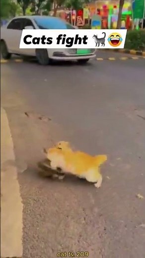 "Ultimate Funny Cat Fight Compilation!"