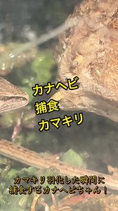 カナヘビちゃんのゲージに。期待通り羽化した瞬間に良好な餌場に変身！ #カナヘビ #カナヘビ餌 #カマキリ #カマキリ羽化 #爬虫類