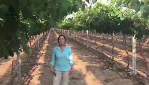 ¡Ser Agrovisión es ser Perú! Nos mantenemos unidos y en pie de lucha. ¿Te gustaría ser parte de nuestro equipo? | Trabaja en Agrovision Perú