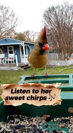 Sweet Chirps & Curious Glances: A Female Cardinal Says Hello! 🐦🧡