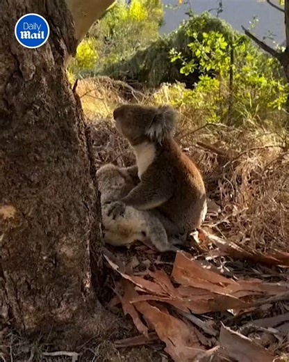 He can’t let go 😢💔 | Daily Mail Animals