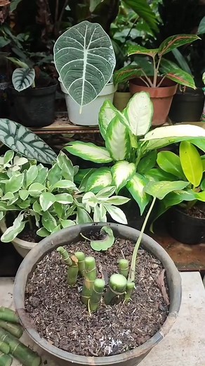 como fazer para a planta comigo ninguem pode ter novas folhas | Mundo das plantas