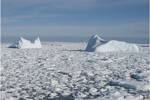 Animals Of The Southern Ocean: A Quick Guide - Cool Wood Wildlife Park