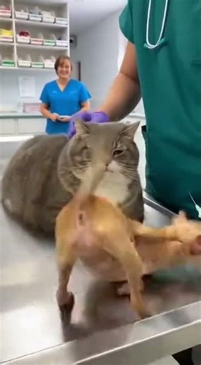 😹💉 Vet Can’t Stop Laughing At Chihuahua Meltdown