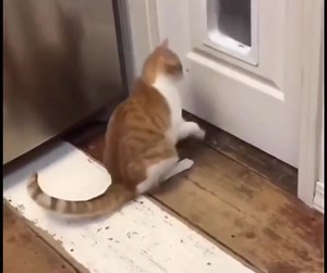 angry cat #catfunny | Healthy Living Tips | Facebook