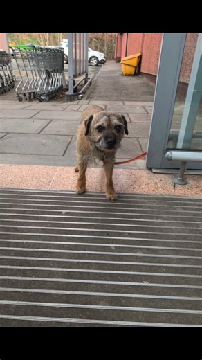 Happy 14th bday Brucey boy 💓🥺