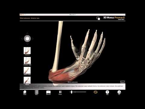Wrist extension muscle action with Muscle Premium