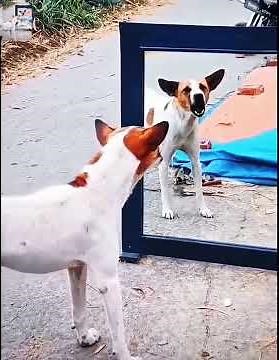 4️⃣ 😆 Funny Dog Reactions | Viral Animal Moments