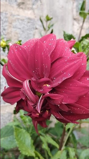 How to grow Dahlias #plants #flowers #garden