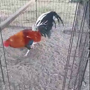 Red Fowl Farm on Reels