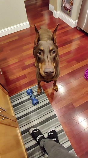 1.2M views · 84K reactions | Well they said it was going to happen one day, that Ruby will turn on me. Well today is that day. Life with a sassy doberman | Rubydoobydo | Facebook