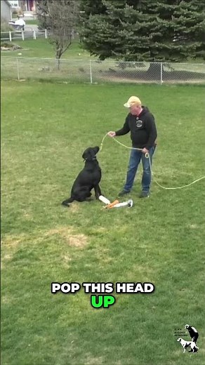 This Head Lift Trick Changes Everything for Retrievers #DogTraining #RetrieverTraining #LabradorTips