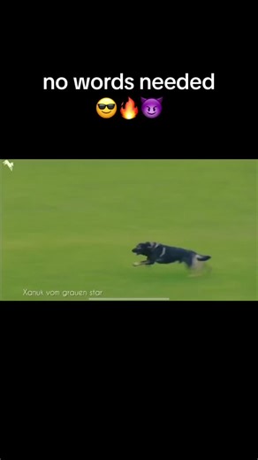 #gsd #dsh #deutscherschäferhund #germanshepherd #schäferhund #igp #protectiondog #schutzhund #dogsport #bitework. Video from@Working-Dog