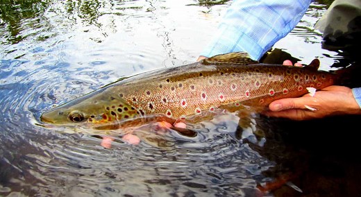 How to Hold a Trout (With 5 Tips for Proper Fish Handling) - Guide Recommended