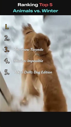 Top 5 Animals vs. Winter – Nature is Confusing! 🐶❄️