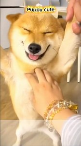 Dog dances skillfully 🤘🤘🤘🤘#dog #youtubeshorts #dogshorts #puppy #cute #funny