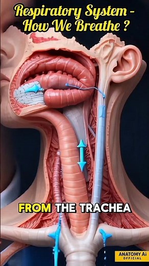 How the Respiratory System Works | Step-by-Step Inside the Lungs